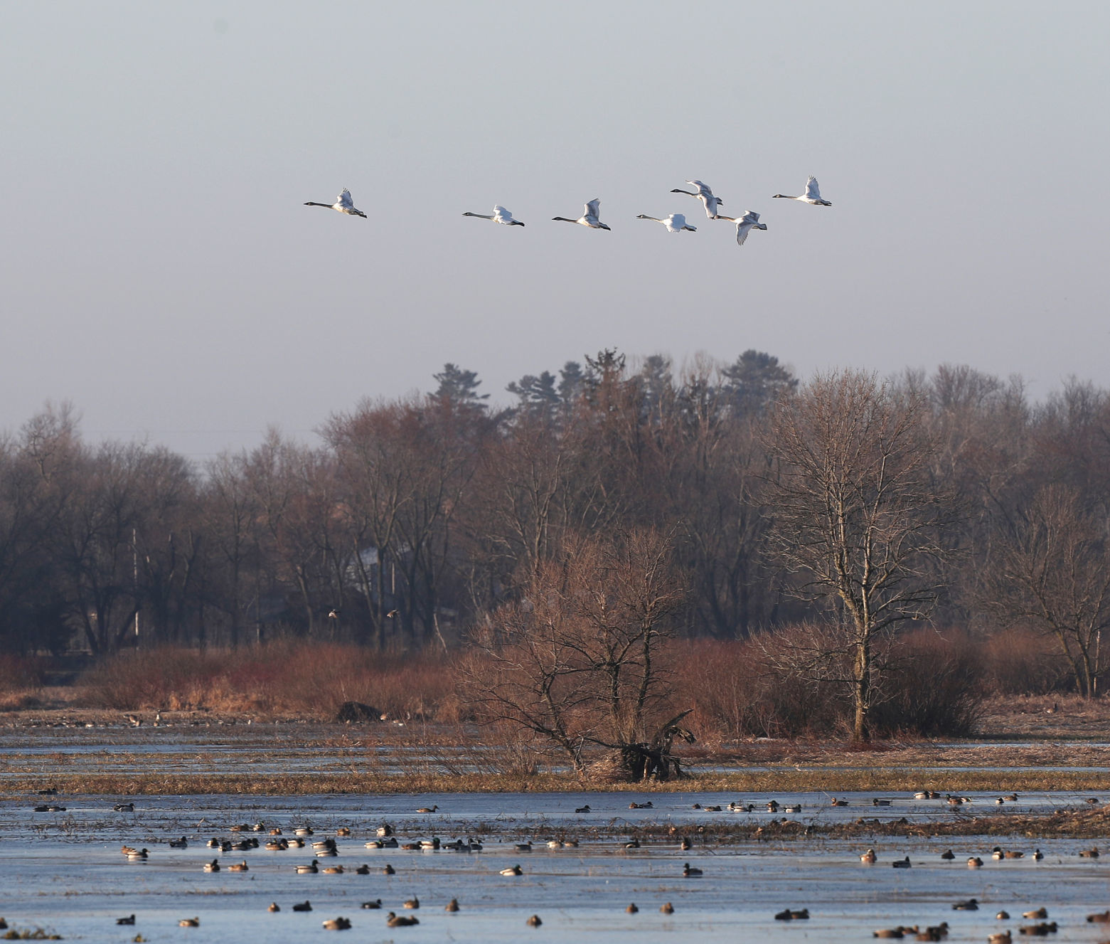 031020bp-wild-art-big-marsh-04